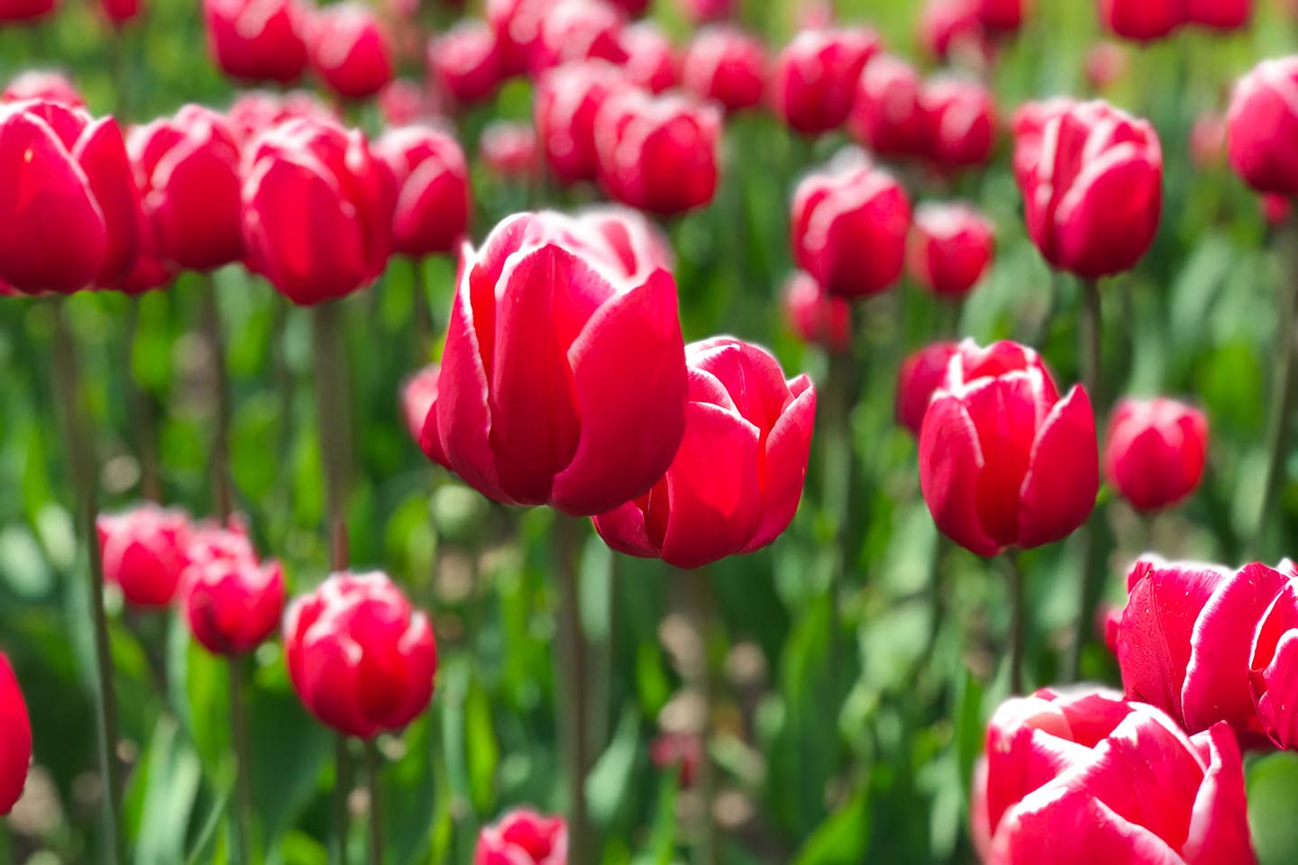 tulipanefestival tulipaner gavnø